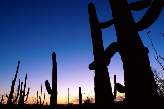 仙人掌国家公园 Saguaro national park  旅游攻略