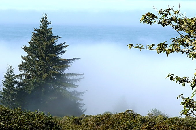 红木国家公园 Redwood national park 旅游攻略