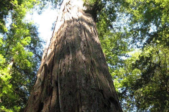 红杉国家公园 Sequoia national park  旅游攻略