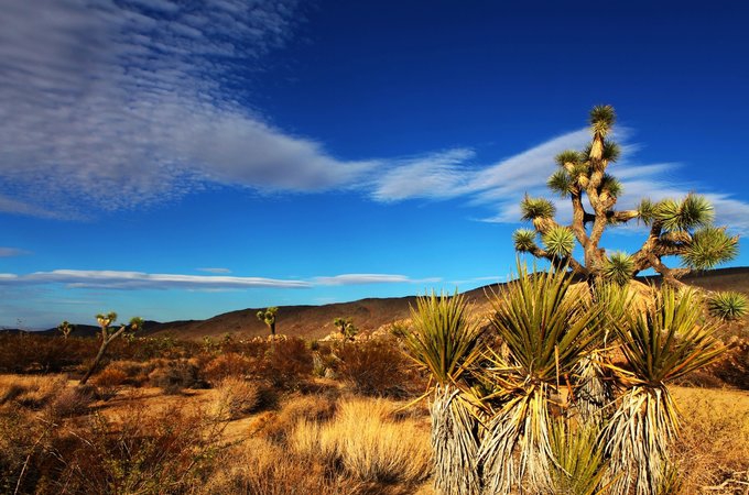 约书亚树国家公园 Joshua Tree National Park 旅游攻略