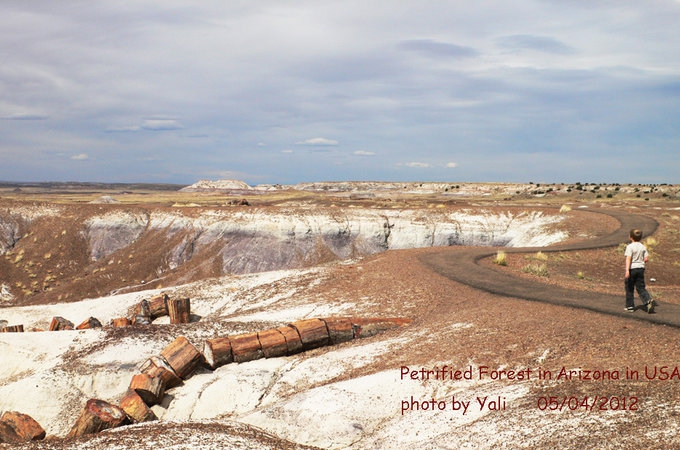 石化林国家公园 Petrified forest national park 旅游攻略